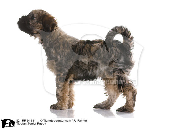 Tibet-Terrier Welpe / Tibetan Terrier Puppy / RR-91181