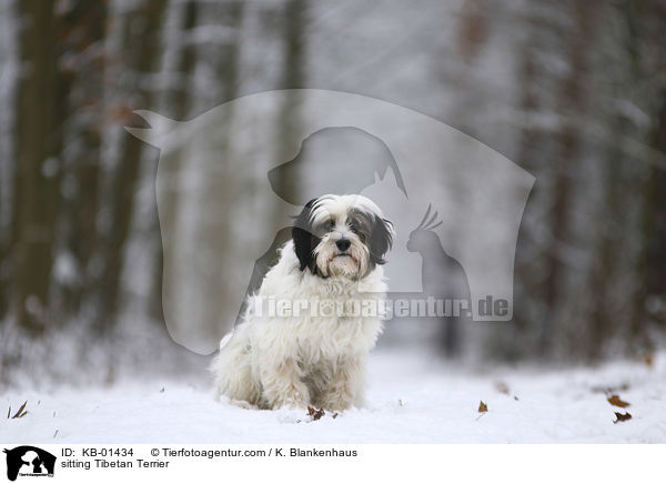 sitzender Tibet Terrier / sitting Tibetan Terrier / KB-01434