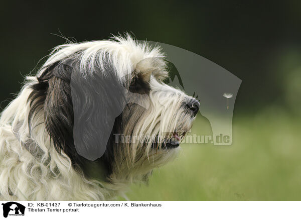 Tibet Terrier Portrait / Tibetan Terrier portrait / KB-01437