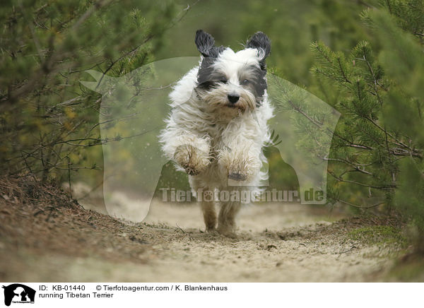 rennender Tibet Terrier / running Tibetan Terrier / KB-01440