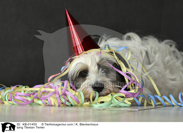 liegender Tibet Terrier / lying Tibetan Terrier / KB-01450