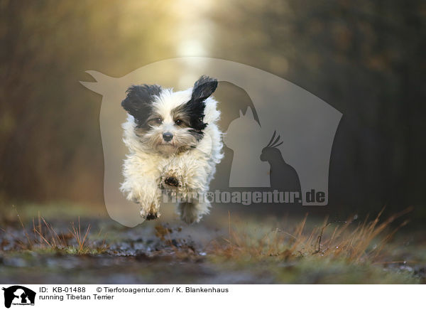 rennender Tibet Terrier / running Tibetan Terrier / KB-01488