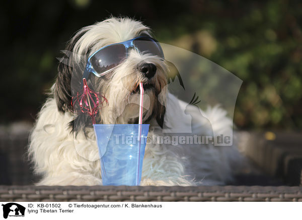 liegender Tibet Terrier / lying Tibetan Terrier / KB-01502