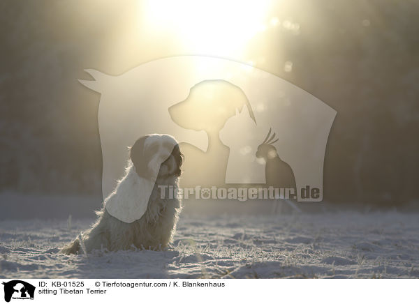 sitzender Tibet Terrier / sitting Tibetan Terrier / KB-01525