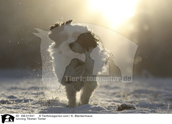 rennender Tibet Terrier / running Tibetan Terrier / KB-01541