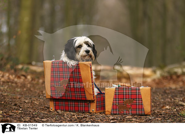 Tibet Terrier / Tibetan Terrier / KB-01549
