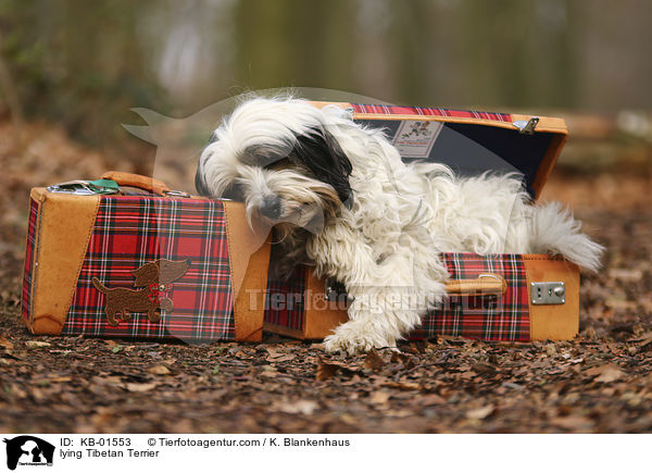 liegender Tibet Terrier / lying Tibetan Terrier / KB-01553