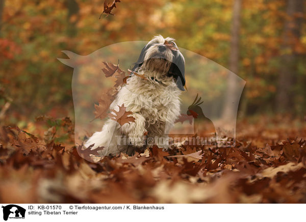 sitzender Tibet Terrier / sitting Tibetan Terrier / KB-01570