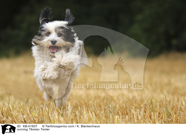 rennender Tibet Terrier / running Tibetan Terrier / KB-01607