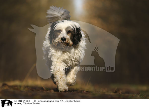 rennender Tibet Terrier / running Tibetan Terrier / KB-01608