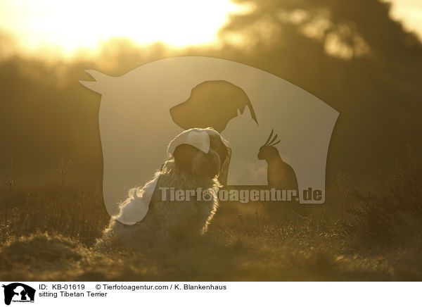 sitzender Tibet Terrier / sitting Tibetan Terrier / KB-01619