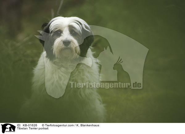 Tibet Terrier Portrait / Tibetan Terrier portrait / KB-01626