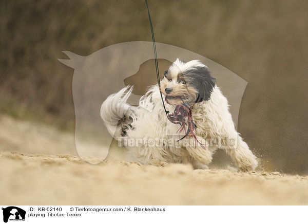 spielender Tibet Terrier / playing Tibetan Terrier / KB-02140