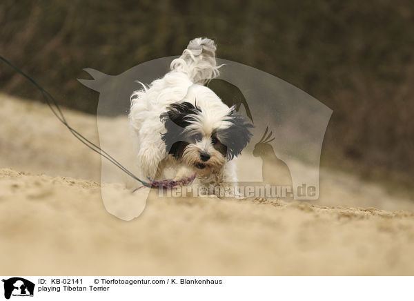 spielender Tibet Terrier / playing Tibetan Terrier / KB-02141