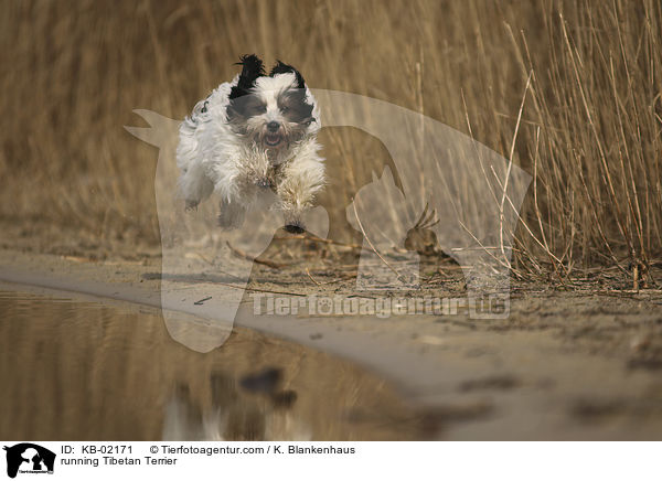 rennender Tibet Terrier / running Tibetan Terrier / KB-02171