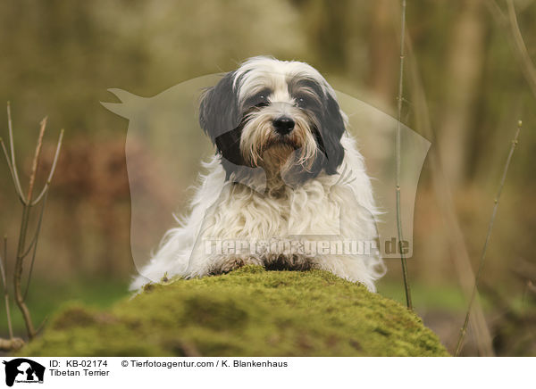 Tibet Terrier / Tibetan Terrier / KB-02174