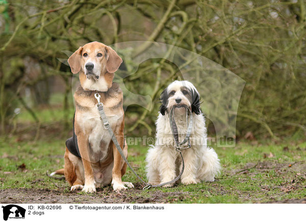 2 Hunde / 2 dogs / KB-02696