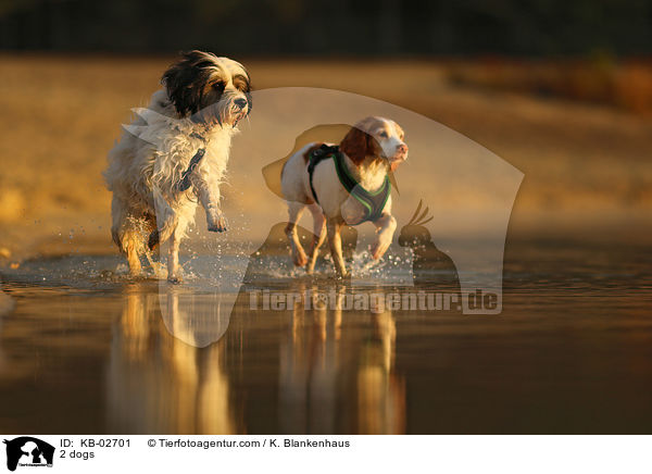 2 dogs / KB-02701