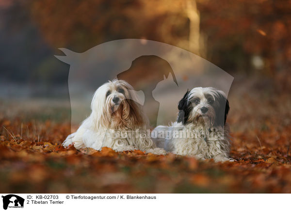 2 Tibet-Terrier / 2 Tibetan Terrier / KB-02703