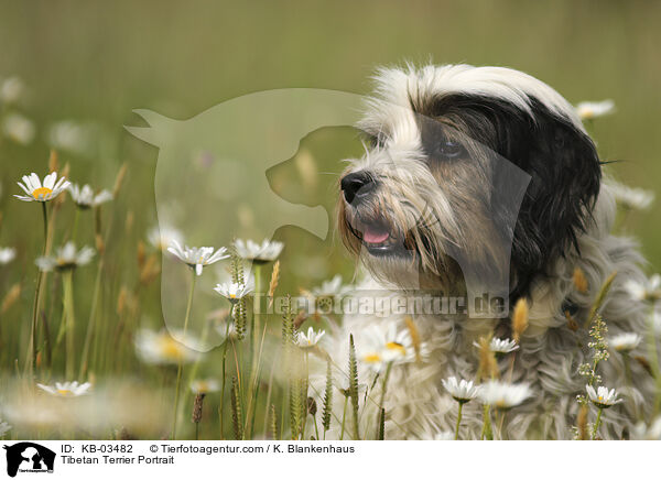 Tibet-Terrier Portrait / Tibetan Terrier Portrait / KB-03482