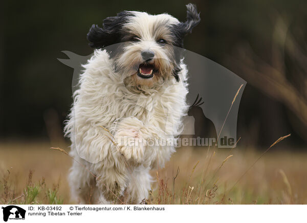 rennender Tibet-Terrier / running Tibetan Terrier / KB-03492