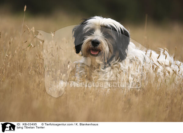 liegender Tibet-Terrier / lying Tibetan Terrier / KB-03495