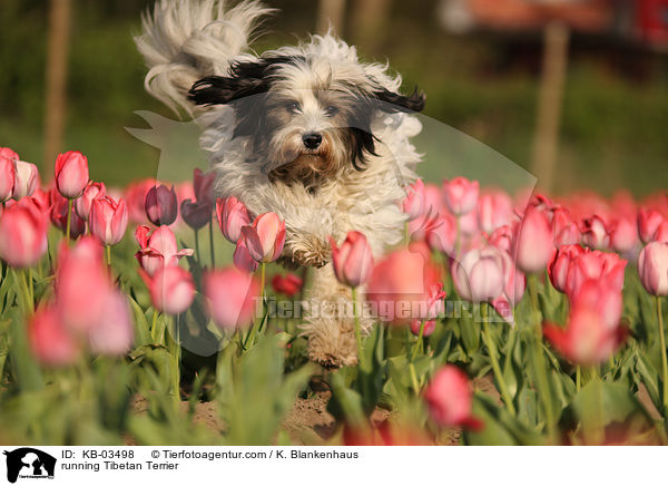 rennender Tibet-Terrier / running Tibetan Terrier / KB-03498