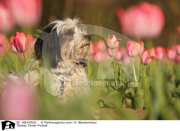 Tibet-Terrier Portrait / Tibetan Terrier Portrait / KB-03502