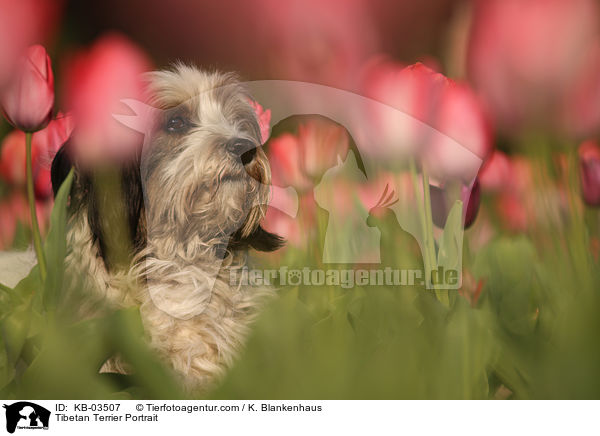 Tibet-Terrier Portrait / Tibetan Terrier Portrait / KB-03507