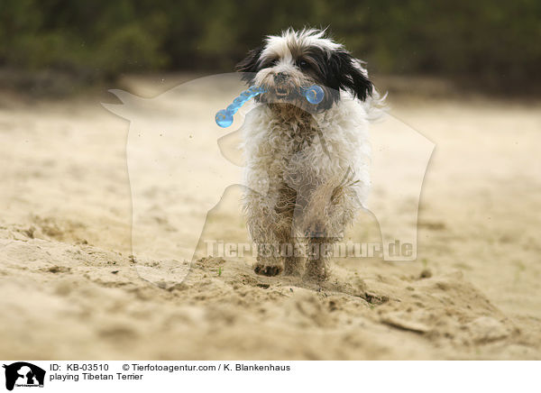 spielender Tibet-Terrier / playing Tibetan Terrier / KB-03510