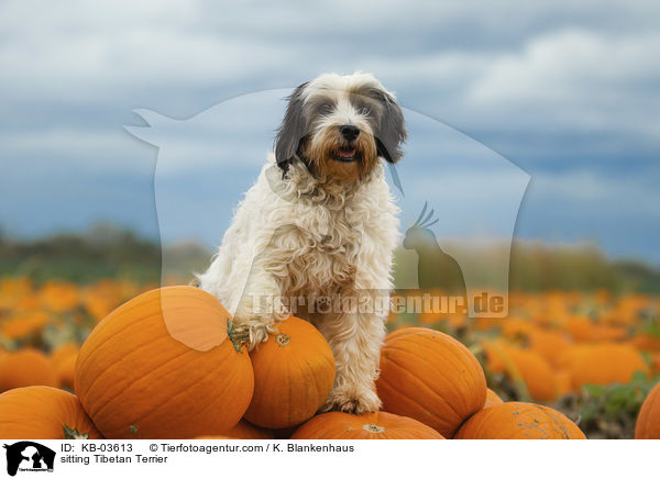 sitzender Tibet-Terrier / sitting Tibetan Terrier / KB-03613
