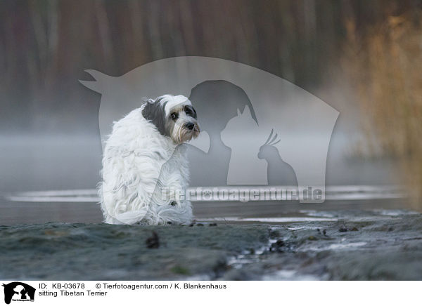 sitzender Tibet-Terrier / sitting Tibetan Terrier / KB-03678
