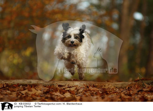 springender Tibet-Terrier / jumping Tibetan Terrier / KB-03832