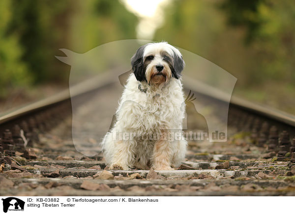 sitzender Tibet-Terrier / sitting Tibetan Terrier / KB-03882