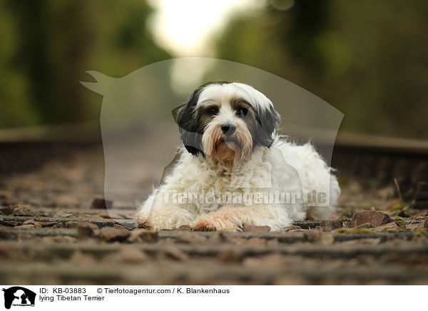 liegender Tibet-Terrier / lying Tibetan Terrier / KB-03883