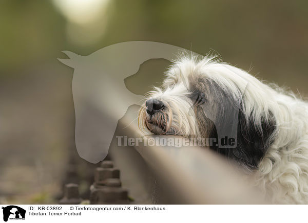 Tibet-Terrier Portrait / Tibetan Terrier Portrait / KB-03892