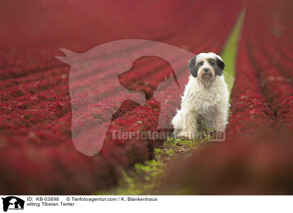 sitzender Tibet-Terrier / sitting Tibetan Terrier / KB-03898