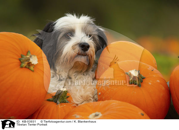 Tibet-Terrier Portrait / Tibetan Terrier Portrait / KB-03931
