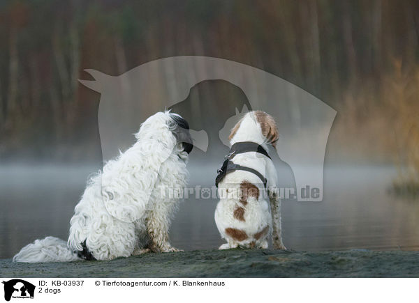 2 dogs / KB-03937