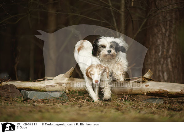 2 Hunde / 2 Dogs / KB-04211