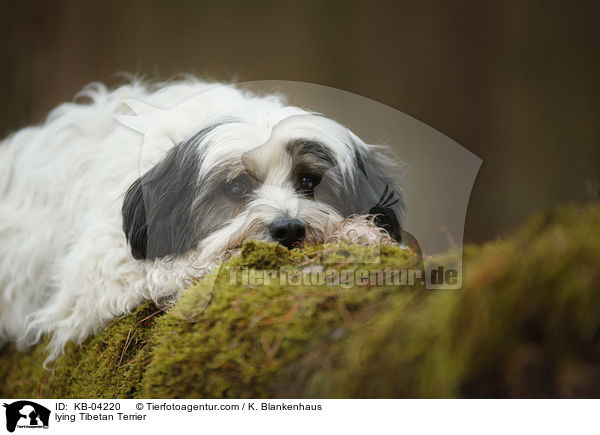 liegender Tibet-Terrier / lying Tibetan Terrier / KB-04220