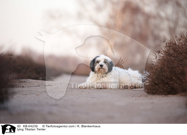 liegender Tibet-Terrier / lying Tibetan Terrier / KB-04239