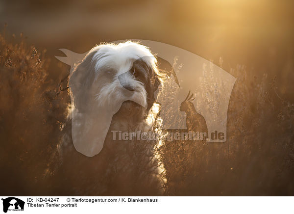 Tibet-Terrier Portrait / Tibetan Terrier portrait / KB-04247
