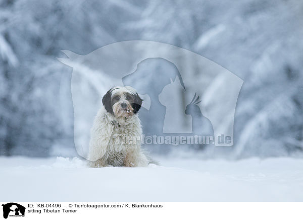 sitting Tibetan Terrier / KB-04496