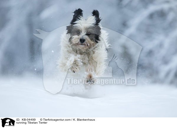 running Tibetan Terrier / KB-04499