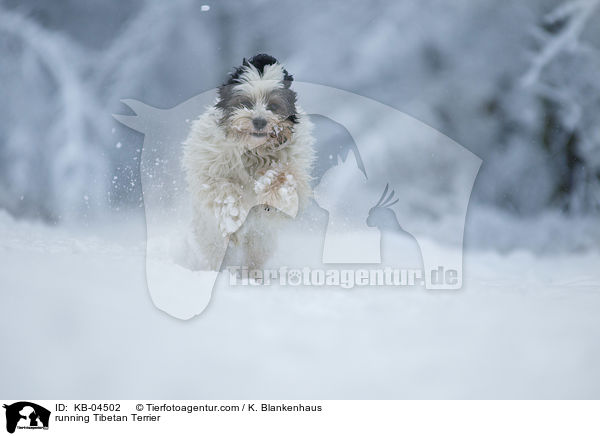 running Tibetan Terrier / KB-04502