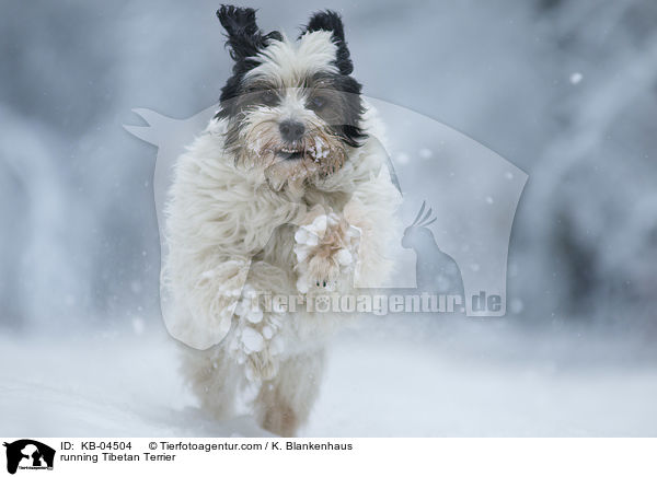 running Tibetan Terrier / KB-04504