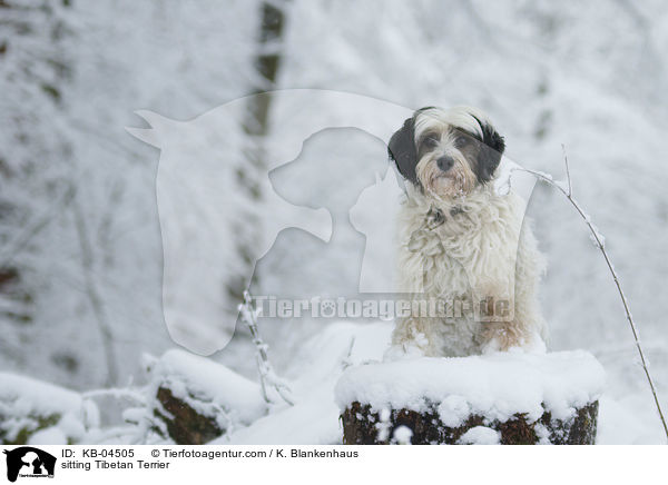 sitting Tibetan Terrier / KB-04505