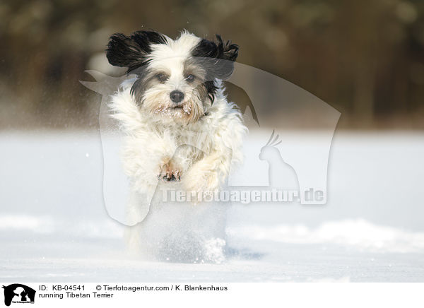 running Tibetan Terrier / KB-04541
