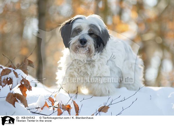 Tibet-Terrier im Schnee / Tibetan Terrier in the snow / KB-04542